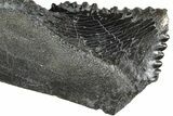 Bizarre Edestus Shark Tooth In Jaw Section - Carboniferous #238488-2